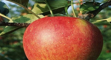 Charakteristika a popis suvenýru odrůdy ural, pěstování a péče